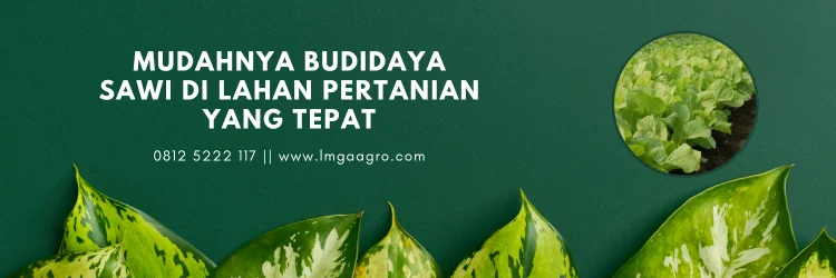 Budidaya sawi, cara tanam sawi, cara menanam sawi, sawi umur 2 minggu, panen sawi, Lmga Agro