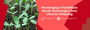 Budidaya semangka, tanam semangka di polybag, cara semai semangka, harga benih semangka, cara menanam semangka