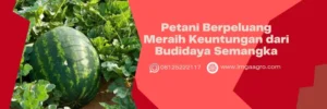 Budidaya semangka, tanam semangka di polybag, cara semai semangka, harga benih semangka, cara menanam semangka