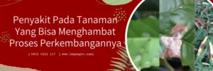 fungisida antracol, bahan aktif antracol, fungsi antracol, cara penggunaan antracol, antracol bahan aktif
