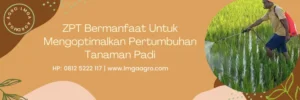 bigest 40 ec, dosis pemakaian bigest 40 ec, zpt terbaik untuk padi, zpt yang paling bagus, zpt untuk memperbanyak anakan padi