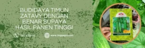 budidaya timun, budidaya mentimun, budidaya tanaman mentimun, harga bibit timun zatavy, timun zatavy