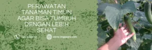 budidaya timun, budidaya mentimun, budidaya tanaman mentimun, harga bibit timun zatavy, timun zatavy