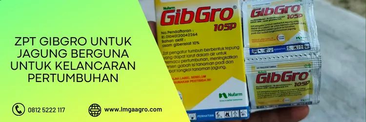 zpt gibgro, efek samping gibro, gibgro panen, cara aplikasi gibgro untuk jagung, kandungan gibgro