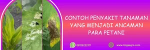 acrobat fungisida, bahan aktif acrobat, cara menggunakan fungisida acrobat, merk fungisida sistemik, jenis fungisida sistemik