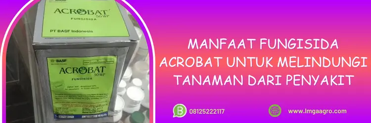 Jual Fungisida Acrobat Kualitas Unggulan Berharga Terjangkau | LMGA AGRO acrobat fungisida, bahan aktif acrobat, cara menggunakan fungisida acrobat, merk fungisida sistemik, jenis fungisida sistemik