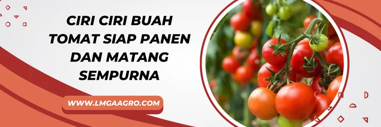 Cara merawat tomat, tanam tomat, budidaya tomat, cara menyemai tomat, ciri ciri buah tomat, LMGA AGRO