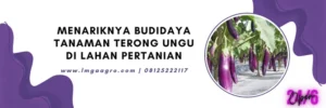 budidaya terong ungu, budidaya terong, cara merawat tanaman terong ungu, tanaman terong ungu, cara menanam terong ungu