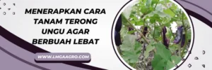 Budidaya terong ungu, cara tanam terong ungu agar berbuah lebat, budidaya tanaman terong, pohon terong, budidaya tanaman terong, LMGA AGRO