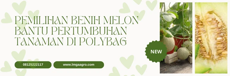 cara menanam melon, pemeliharaan tanaman melon, umur tanaman melon, masa panen melon, cara tanam melon di polybag, LMGA AGRO