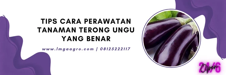 budidaya terong ungu, budidaya terong, cara merawat tanaman terong ungu, tanaman terong ungu, cara menanam terong ungu