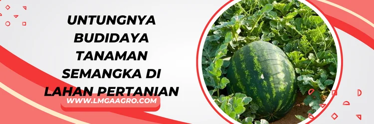 Zpt pembesar buah semangka, Toko pertanian online, toko pertanian terdekat, toko pertanian, Lmga Agro, kios pertanian terdekat