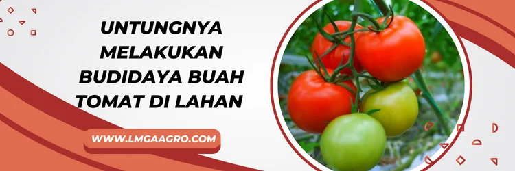 Cara merawat tomat, tanam tomat, budidaya tomat, cara menyemai tomat, ciri ciri buah tomat, LMGA AGRO