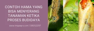 furadan, harga furadan, bahan aktif insektisida furadan, bahan aktif karbofuran, lmga agro