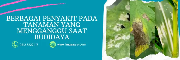 Jual Fungisida Orondis Opti Berkualitas Terbaik Harga Murah | Belanja Tani orondis opti, orondis opti bahan aktif, manfaat fungisida orondis opti, fungisida orondis, manfaat fungisida orondis