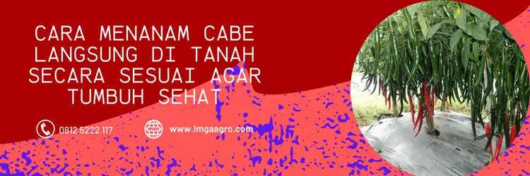 cara tanam cabe, menanam cabe, cara menanam cabe di sawah, cara menanam cabe dari biji, belanja tani