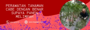 cara tanam cabe, menanam cabe, cara menanam cabe di sawah, cara menanam cabe dari biji, belanja tani