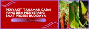 fungisida sistemik untuk cabai, fungisida sistemik terbaik, fungisida sistemik untuk cabe, fungisida untuk cabe, fungisida terbaik untuk cabe