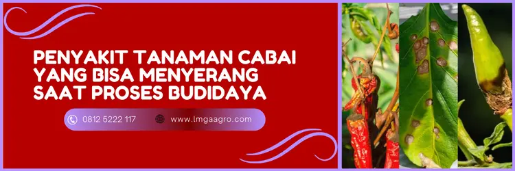 fungisida sistemik untuk cabai, fungisida sistemik terbaik, fungisida sistemik untuk cabe, fungisida untuk cabe, fungisida terbaik untuk cabe