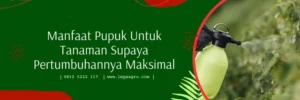 bambu ijo, zpt bambu ijo, pupuk daun, pupuk penyubur daun, LMGA AGRO