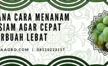 cara menanam labu, menanam labu, cara menanam labu siam agar cepar berbuah, budidaya labu, labu hijau, Lmga Agro