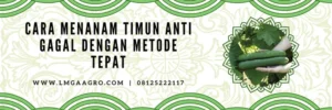 Cara menanam timun, budidaya timun, khasiat timun, cara menanam timun anti gagal, jarak mentimun yang baik, Lmga agro