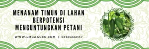 Cara menanam timun, budidaya timun, khasiat timun, cara menanam timun anti gagal, jarak mentimun yang baik, Lmga agro