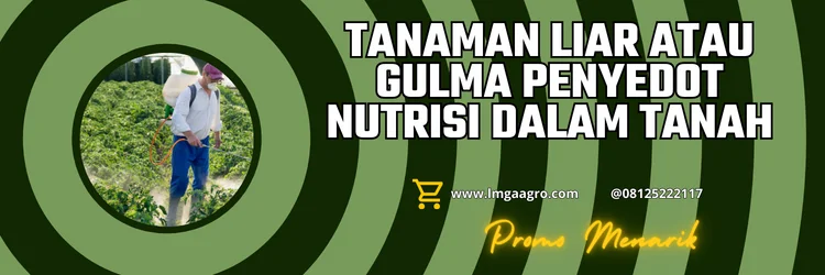 Tanaman pengganggu, tanaman gulma, cara aplikasi herbisida pra tumbuh, jenis herbisida, fungsi herbisida, LMGA AGRO