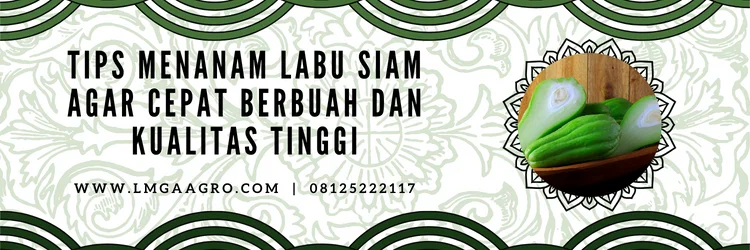 cara menanam labu, menanam labu, cara menanam labu siam agar cepar berbuah, budidaya labu, labu hijau, Lmga Agro