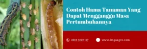 virtako, virtako insektisida, insektisida bahan aktif klorantraniliprol, dosis virtako per tangki, LMGA AGRO