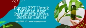 dosis bigest per tangki, biggest zpt, bigest 40 ec untuk padi, zpt terbaik, LMGA AGRO