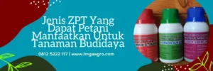 dosis bigest per tangki, biggest zpt, bigest 40 ec untuk padi, zpt terbaik, LMGA AGRO