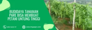 jarak tanam pare, jarak tanaman pare, cara tanam pare, budidaya pare, LMGA AGRO