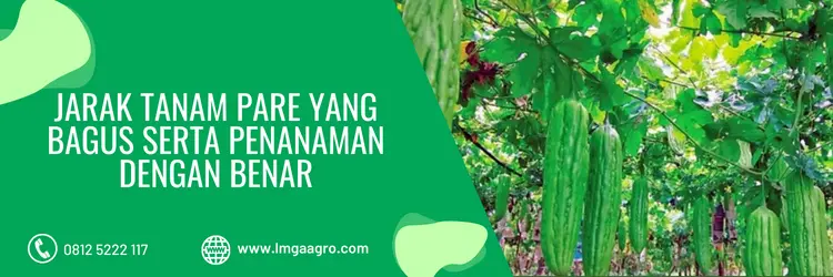 jarak tanam pare, jarak tanaman pare, cara tanam pare, budidaya pare, LMGA AGRO