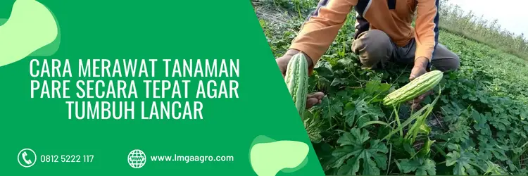 jarak tanam pare, jarak tanaman pare, cara tanam pare, budidaya pare, LMGA AGRO