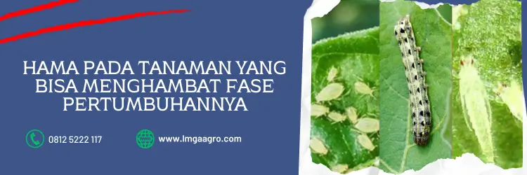 agrimec, bahan aktif agrimec, agrimec insektisida, kegunaan agrimec untuk cabe, LMGA AGRO