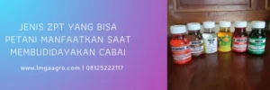 zpt terbaik untuk cabe, zpt untuk cabe, merk zpt di pasaran, merek dagang zpt untuk cabe, LMGA AGRO