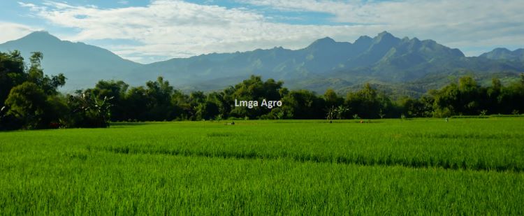 Padi, Tanaman Padi, Potensi Padi, Pestisida, Cara Mendapatkan Supplier Pertanian, Toko Pertanian, Toko Tani, Toko Pertanian Terdekat, Lmga Agro