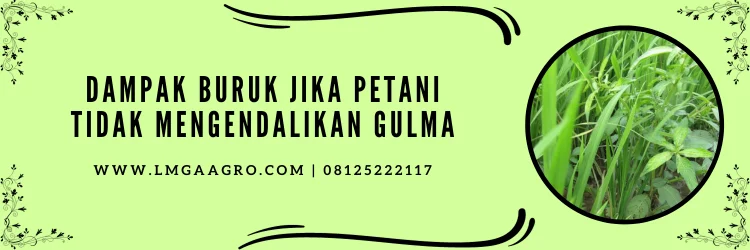 Macam macam herbisida, herbisida sistemik, gulma, herbisida sistemik, harga kayabas 500ml, LMGA Agro