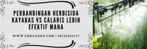 Macam macam herbisida, herbisida sistemik, kayabas vs calaris, herbisida sistemik, cara penggunaan calaris untuk jagung, LMGA Agro