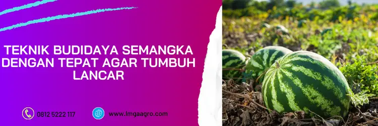 bibit semangka super jumbo, bibit semangka terbaik, bibit pohon semangka, bibit semangka buah besar, semangka besar, LMGA AGRO