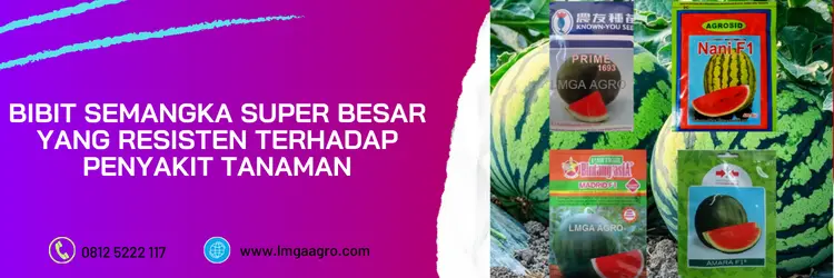 bibit semangka super jumbo, bibit semangka terbaik, bibit pohon semangka, bibit semangka buah besar, semangka besar, LMGA AGRO