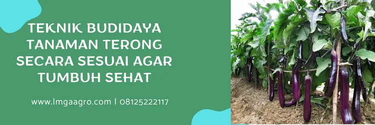 merk bibit terong ungu yang bagus, bibit terong ungu panjang, harga bibit terong ungu, jual bibit terong terdekat, LMGA AGRO