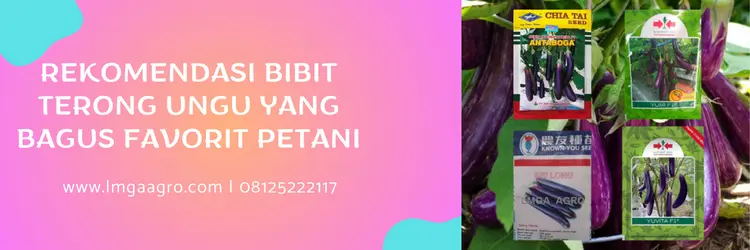 merk bibit terong ungu yang bagus, bibit terong ungu panjang, harga bibit terong ungu, jual bibit terong terdekat, LMGA AGRO