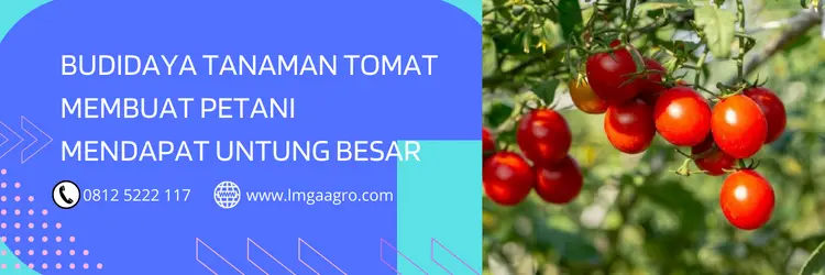 insektisida terbaik untuk tomat, fungisida untuk tomat, insektisida untuk tanaman tomat, fungisida untuk tanaman tomat, LMGA AGRO