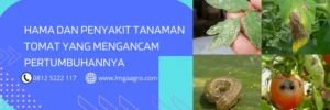 insektisida terbaik untuk tomat, fungisida untuk tomat, insektisida untuk tanaman tomat, fungisida untuk tanaman tomat, LMGA AGRO