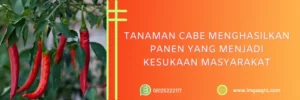 pupuk daun, pupuk daun untuk cabe, pupuk daun terbaik untuk cabe, nama pupuk daun untuk cabe, LMGA AGRO