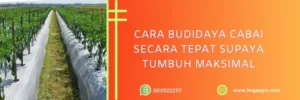 pupuk daun, pupuk daun untuk cabe, pupuk daun terbaik untuk cabe, nama pupuk daun untuk cabe, LMGA AGRO