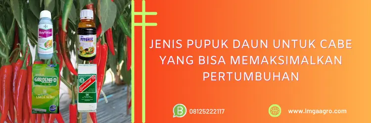 pupuk daun, pupuk daun untuk cabe, pupuk daun terbaik untuk cabe, nama pupuk daun untuk cabe, LMGA AGRO