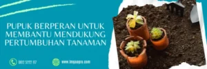 cng pak tani, kalsium cng, manfaat pupuk kalsium, cara aplikasi pupuk kalsium nitrat, LMGA AGRO